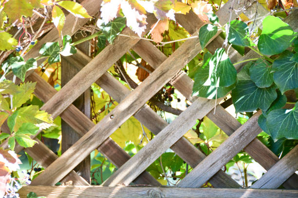 istock Wooden Lattice Trellis and Grape Vines 1136949649