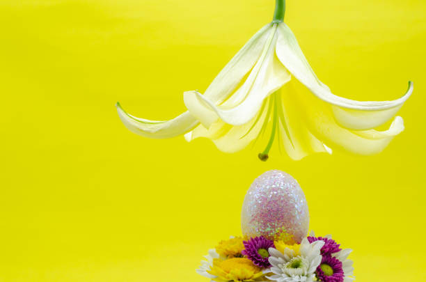 Daffodil flowers isolated against out of focus background.