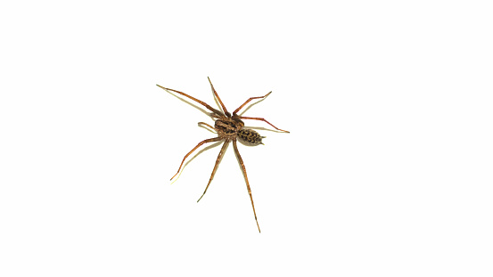 An  Eratigena Atrica otherwise known as a Giant House Spider isolated against a solid white background.