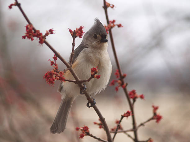 Tufted titmouse (Baeolophus bicolor) with Red Buds stock photo