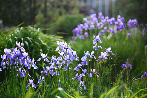 Iris sibirica (Siberian iris or Siberian flag) in beautiful garden