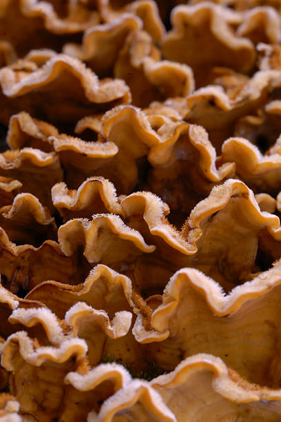 Turkeytail bracket cluster stock photo