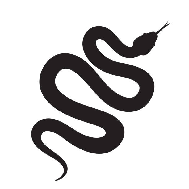 illustrazioni stock, clip art, cartoni animati e icone di tendenza di icona del vettore silhouette serpente. cobra lungo o serpente pitone strisciante - snake white curled up animal