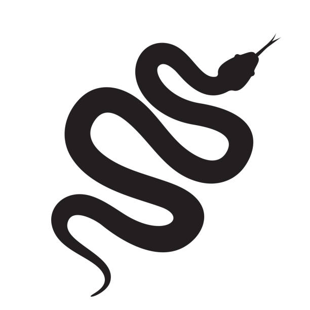 ilustrações, clipart, desenhos animados e ícones de ícone do vetor da silhueta da serpente. rastejamento longo da serpente da cobra ou do pitão - snake white curled up animal