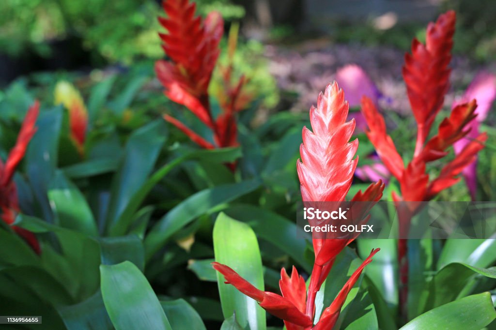 Tillandsia stricta in the garden. Agriculture Stock Photo