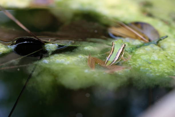 istock Green frog in the pond 1136956689