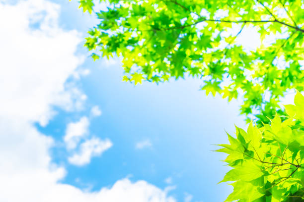 新緑の青空 - maple leaf green outdoors ストックフォトと画像