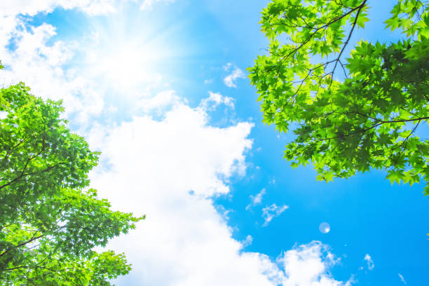blauer himmel mit sonne - maple leaf maple leaf green stock-fotos und bilder