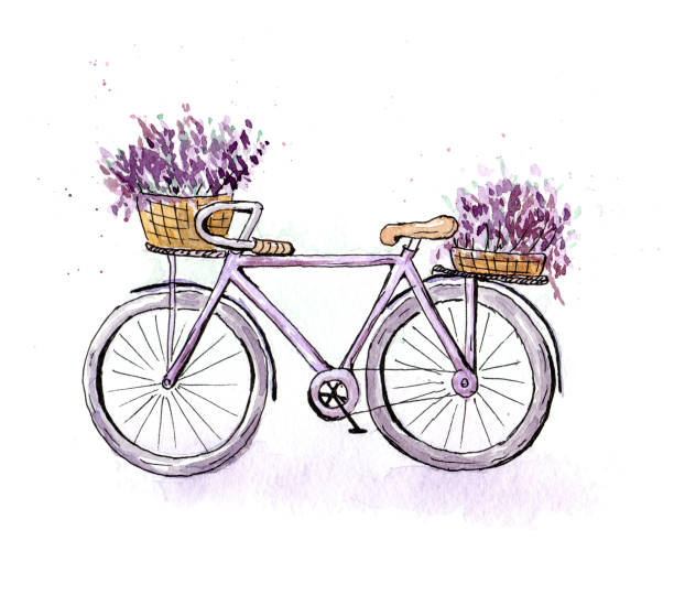 ilustrações de stock, clip art, desenhos animados e ícones de illustration of a purple retro bicycle with baskets of lavender flowers. watercolor sketch on white background painted by hand - bicycle isolated basket red