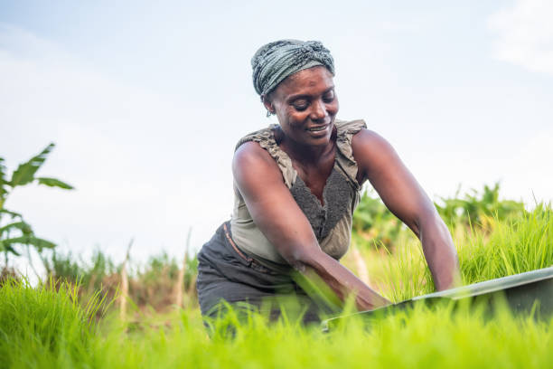 istock african woman planting rice 1136958861