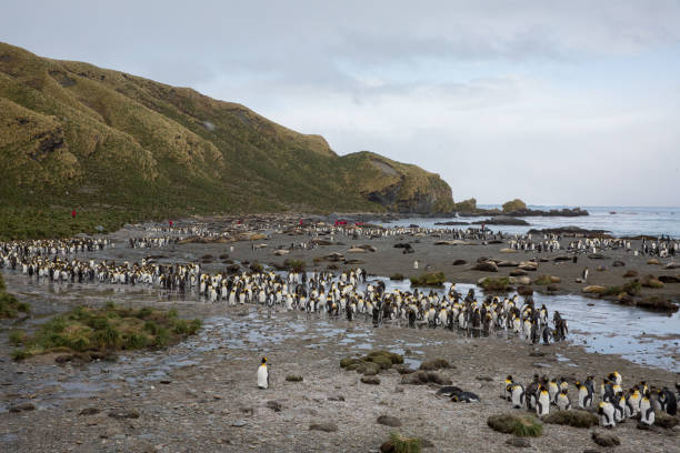 ein wildes tier liebt die freiheit der natur - antarctica penguin bird animal stock-fotos und bilder