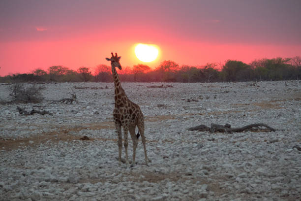 460+ Giraffe Food Chain Stock Photos, Pictures & Royalty Biology Diagrams