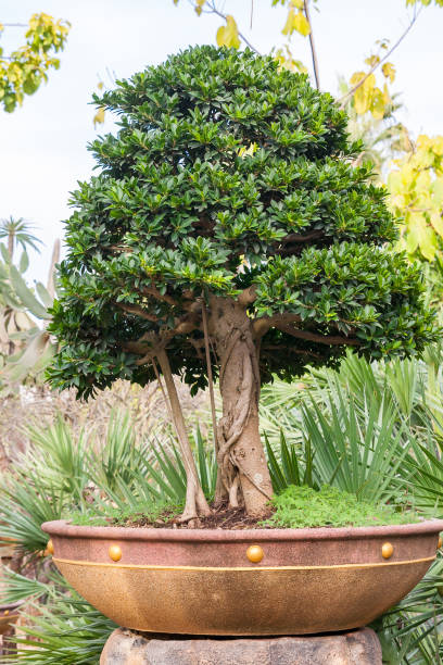 istock Bonsai tree is in Nong Nooch Park 1136963242