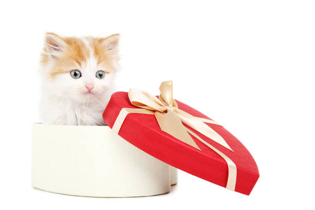 istock Cute kitten in box isolated on white background 1136966542
