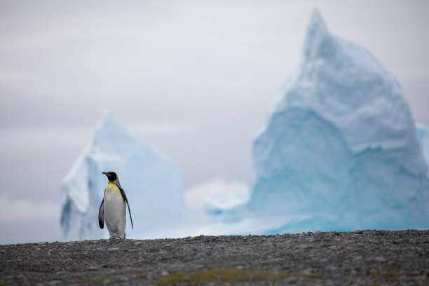 ein wildes tier liebt die freiheit der natur - antarctica penguin bird animal stock-fotos und bilder