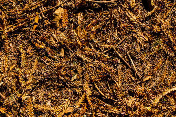 The Redwood trees drop their leaves all year. This forms a very soft ground and with the late afternoon sun, the leaf material takes on a saturated colour.
