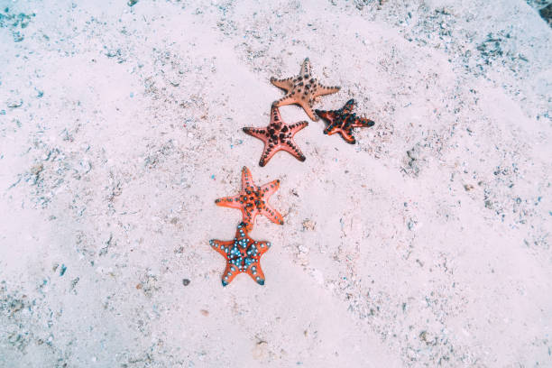 istock Red starfish in ocean with sand is underwater. 1136967677