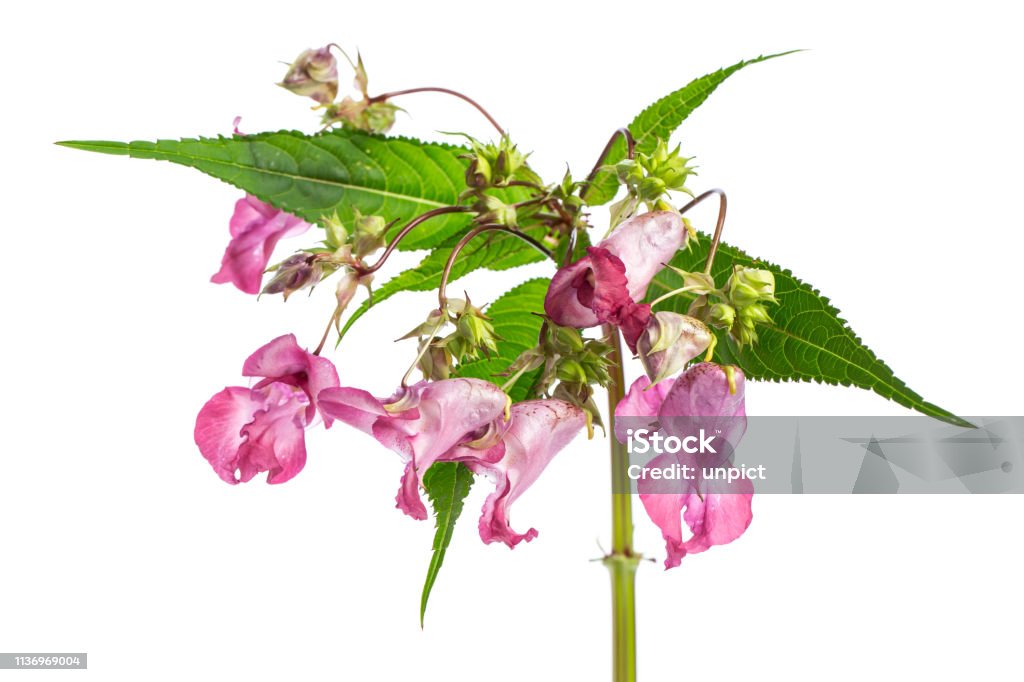 plant studies: Himalayan Balsam - Indian balsam (Impatiens glandulifera) Ornamental Jewelweed Stock Photo