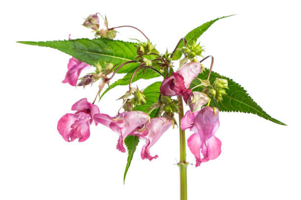 plant studies: Himalayan Balsam - Indian balsam (Impatiens glandulifera) plant studies: Himalayan Balsam - Indian balsam (Impatiens glandulifera) ornamental jewelweed stock pictures, royalty-free photos & images