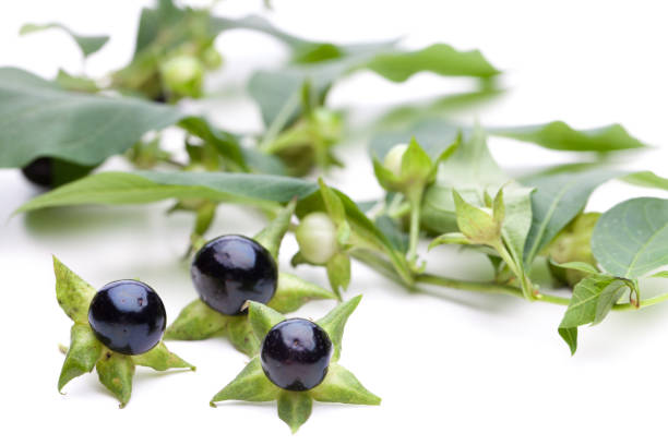 Healing / toxic plants: Belladonna (Belladonna) - berries with cabbage on white background