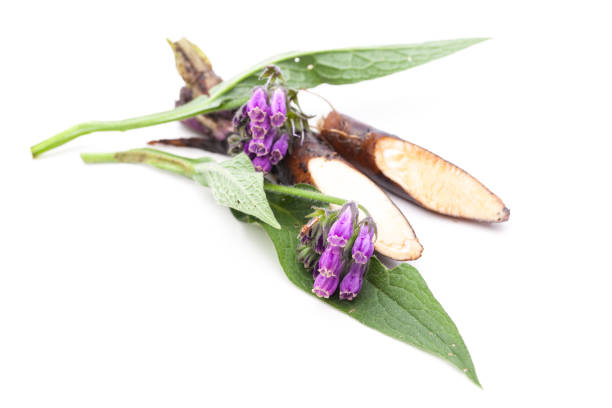 Healing plants: Comfrey (Symphytum officinale L.) flower and root on white background stock photo