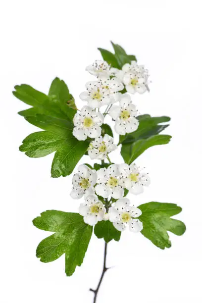 Photo of healing plants: Hawthorn (Crataegus monogyna) flowers and leaves isolated on white background