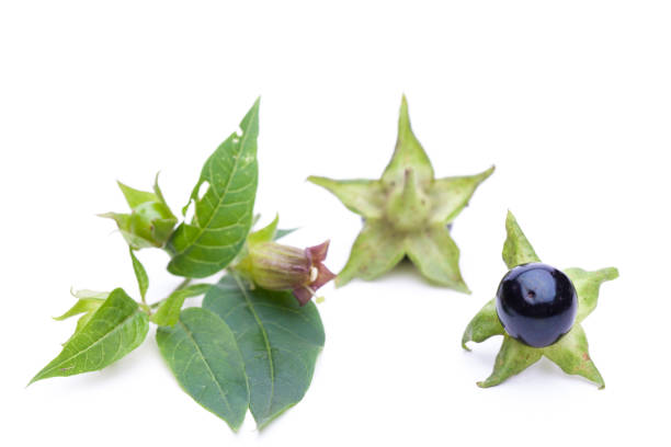 medicinal plants: Belladonna (Belladonna) - blossom and berries