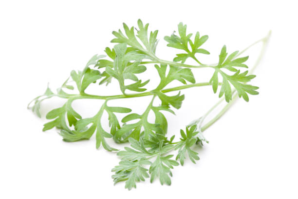 istock Healing plants - (Artemisia absinthum) A piece of wormwood 1136969529