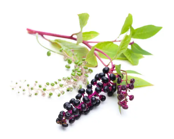 Healing plants: American pokeweed (Phytolacca americana) - blossom and berries