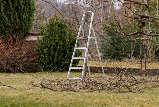 istock Cut branches lies on the ground under tree. Spring work. Brighten trees. Iron ladder on the garden. Pile of branches 1136969895