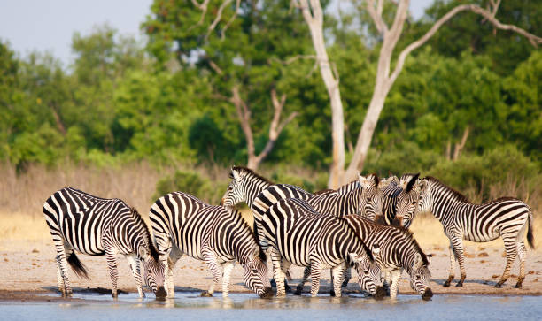 Vibrant image of a herd of Zebras at a waterhole with lush green background bush Herd of Zebra drinking from Makololo  waterhole with lush green foliage in the background.  Hwange National Park, Zimbabwe bushveld photos stock pictures, royalty-free photos & images