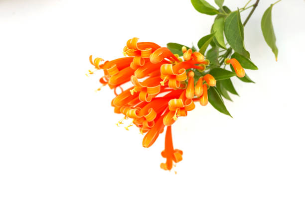 istock Close up Orange trumpet, Flame flower, Fire-cracker vine on white background 1136971518