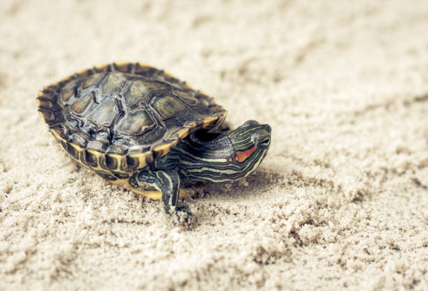 istock Common Slider, also known as Cumberland Slider Turtle, Red-eared Slider Turtle, Slider (Trachemys scripta) on a sand 1136972319