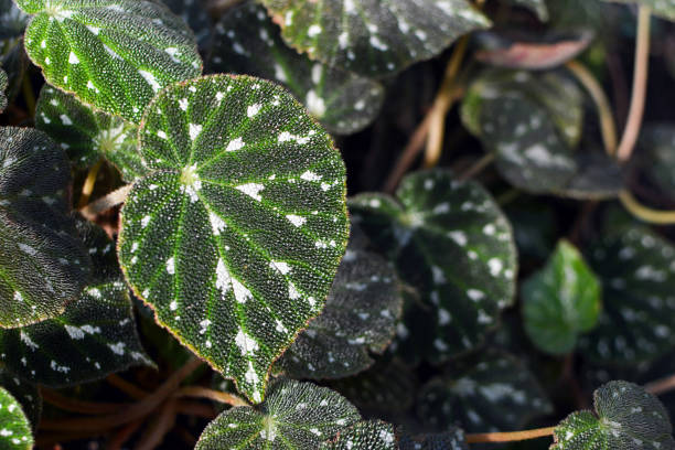 Close up of beautiful tropical Begonia Pustulata plant leaf with white dot pattern plant photography begoniaceae stock pictures, royalty-free photos & images