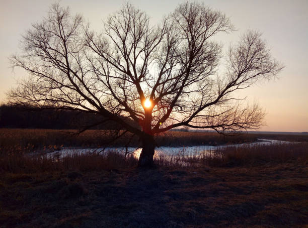 istock Evening sunlight over the river, reed and forest 1136975052
