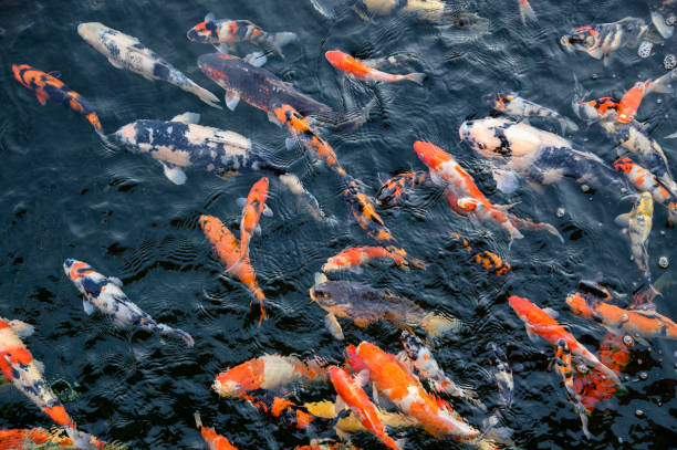 istock Colorful Koi fish swimming in pond 1136975612