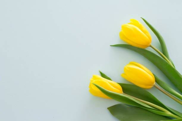 istock Image of spring and presents with light blue background and yellow tulips 1136977457