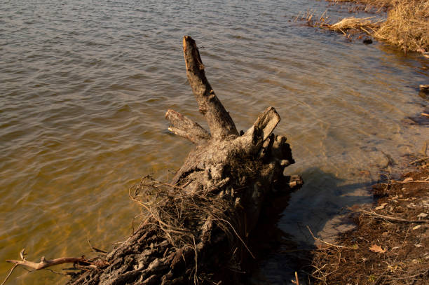 istock A landscape with a pond and a forest on its shore. The birch white trunks are particularly prominent in the photograph. Trees reflections in water. Sunny early spring day. 1136978009