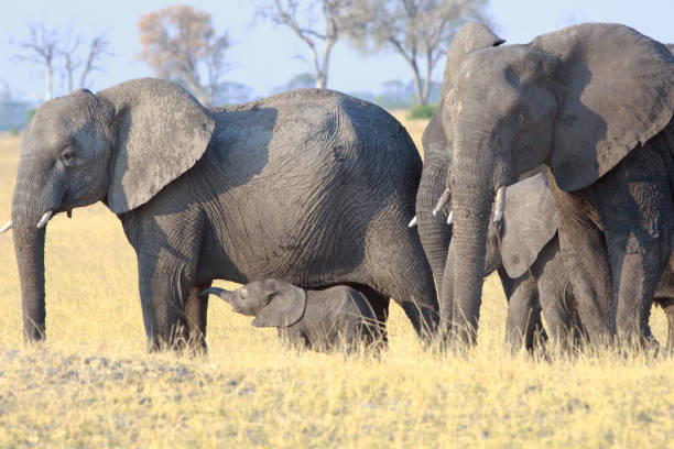 istock Cute Elephant calk suckling from its mother while others stand close-by 1136978174