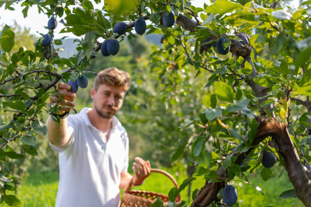 giovane con cesto di vimini che raccoglie prugne - 4758 foto e immagini stock