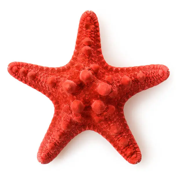 Red sea star, isolated on white background