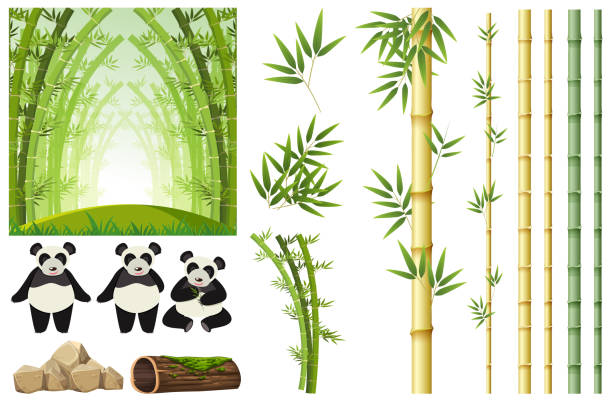 illustrazioni stock, clip art, cartoni animati e icone di tendenza di set di panda e bambù - panda mammifero con zampe