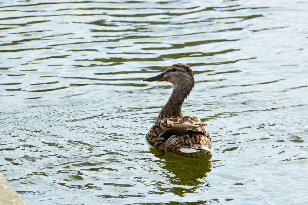 istock Wild duck with ducklings swimming in a pond. 1136980687