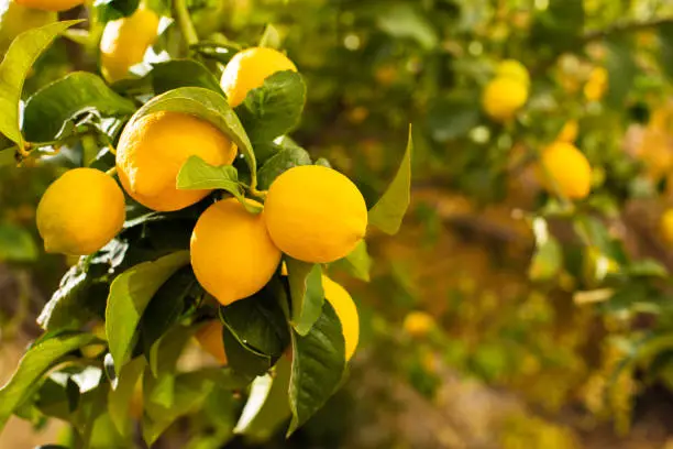 Photo of Bunch of fresh ripe lemons on a lemon tree branch in sunny garden.