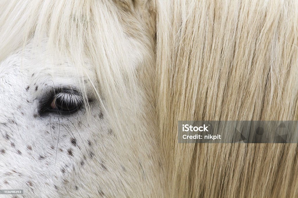 white horse face  Animal Body Part Stock Photo