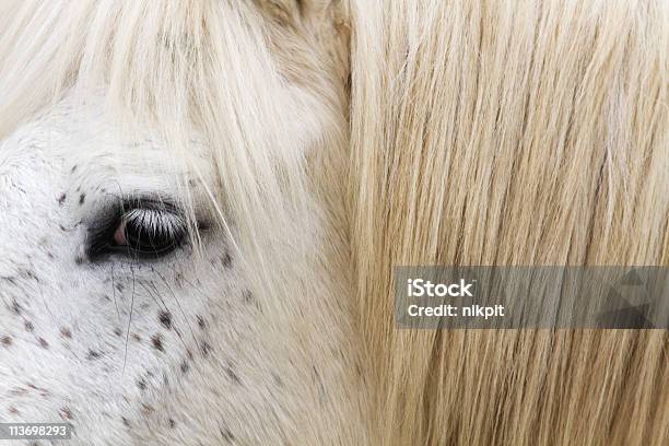 White Horse Face Stock Photo - Download Image Now - Animal Body Part, Animal Eye, Animal Mane