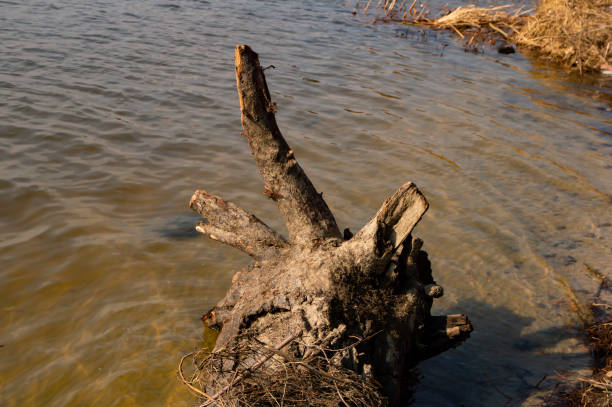 istock A landscape with a pond and a forest on its shore. The birch white trunks are particularly prominent in the photograph. Trees reflections in water. Sunny early spring day. 1136983192