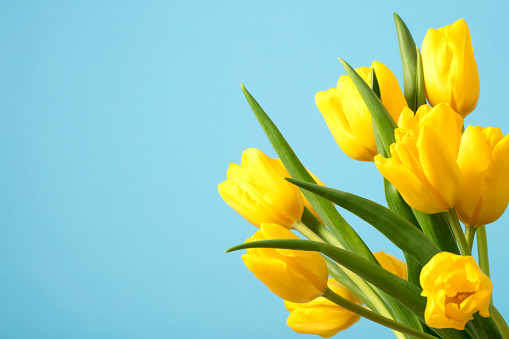 Tulips On A Blue Background Stock Photo - Download Image Now - Flower, Tulip,  Yellow - iStock