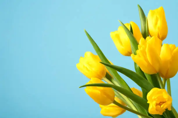 A DSLR photo of beautiful yellow tulips on a blue background. Space for copy.