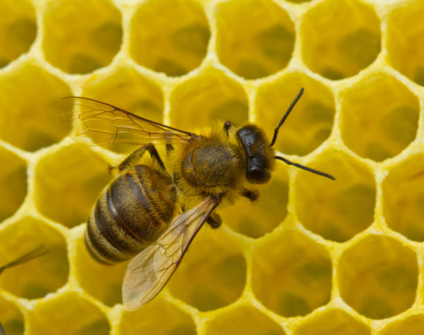 istock chitectural abilities of bees. Bee build honeycombs 1136983576